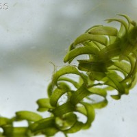 Canadian Pondweed